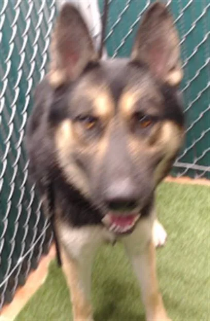 A young medium-sized male German Shepherd Dog dog named Maurice for adoption in Downey, CA