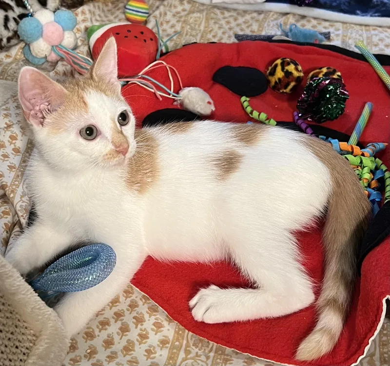 A baby small-sized male Orange & White Domestic Short Hair cat named Palomino for adoption in New York, NY