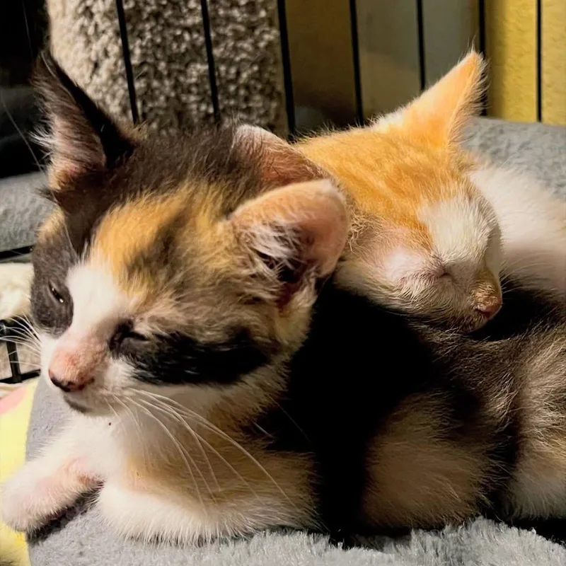 Palomino thumbnail 4