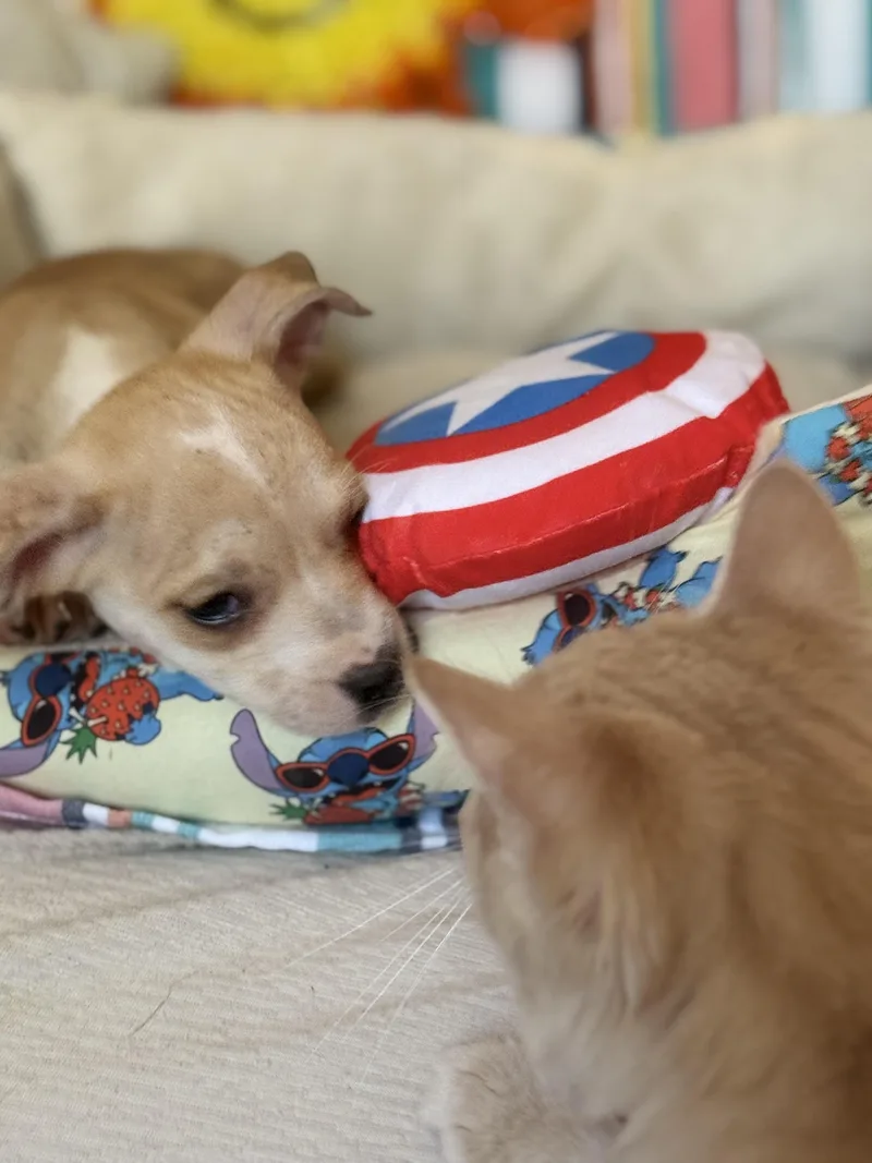 A baby small-sized male Dachshund dog named Fanta for adoption in Hesperia, CA
