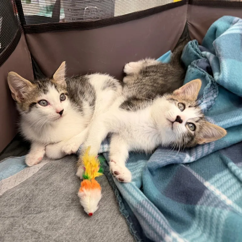 A baby small-sized female Buff & White Domestic Short Hair cat named Sushi for adoption in Boca Raton, FL