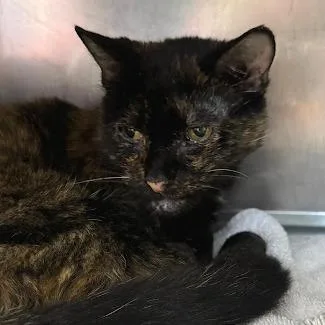 A senior medium-sized female Tortoiseshell Domestic Short Hair cat named Betty Lou for adoption in Austin, TX