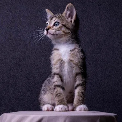 A baby small-sized female Brown / Chocolate Domestic Short Hair cat named Bean for adoption in Long Beach, CA