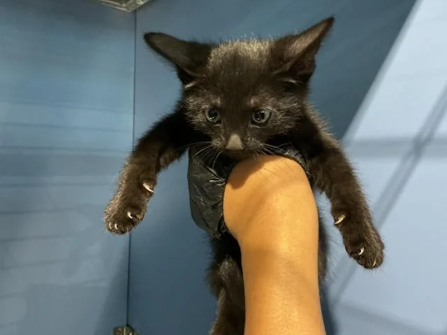 A baby small-sized male Domestic Short Hair cat named Oreo for adoption in San Bernardino, CA