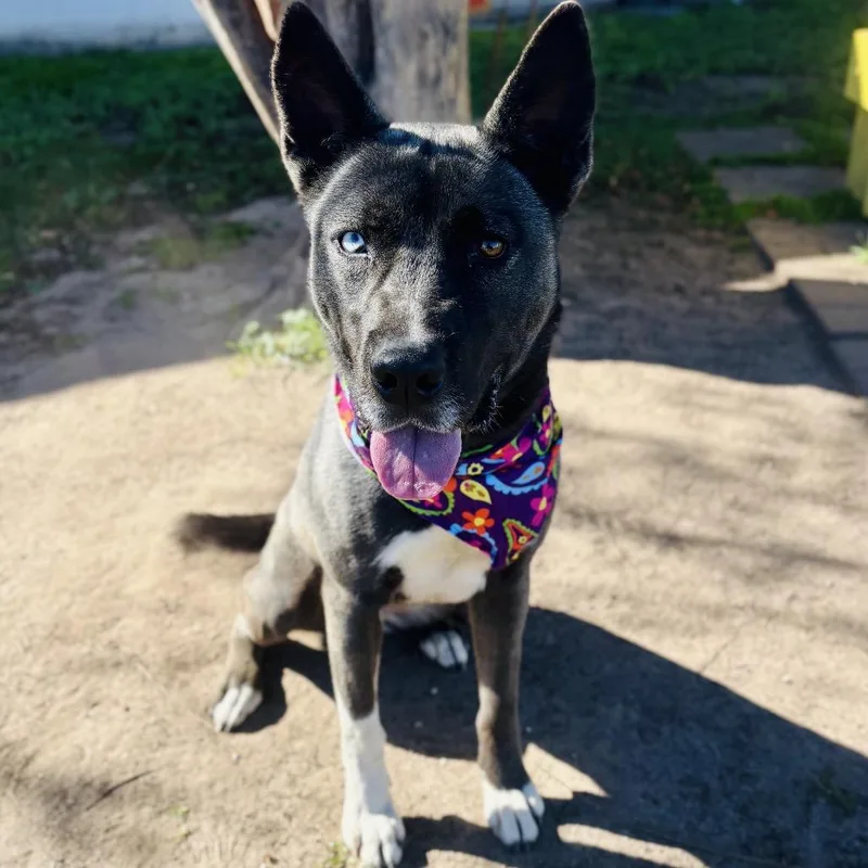 An adult medium-sized female Black Husky dog named Tina for adoption in Bastrop, TX