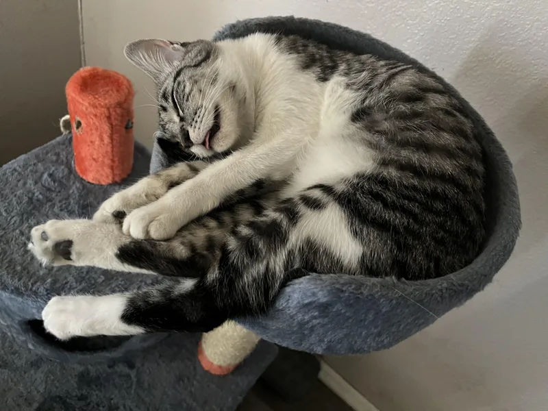 Bumblebee thumbnail 3