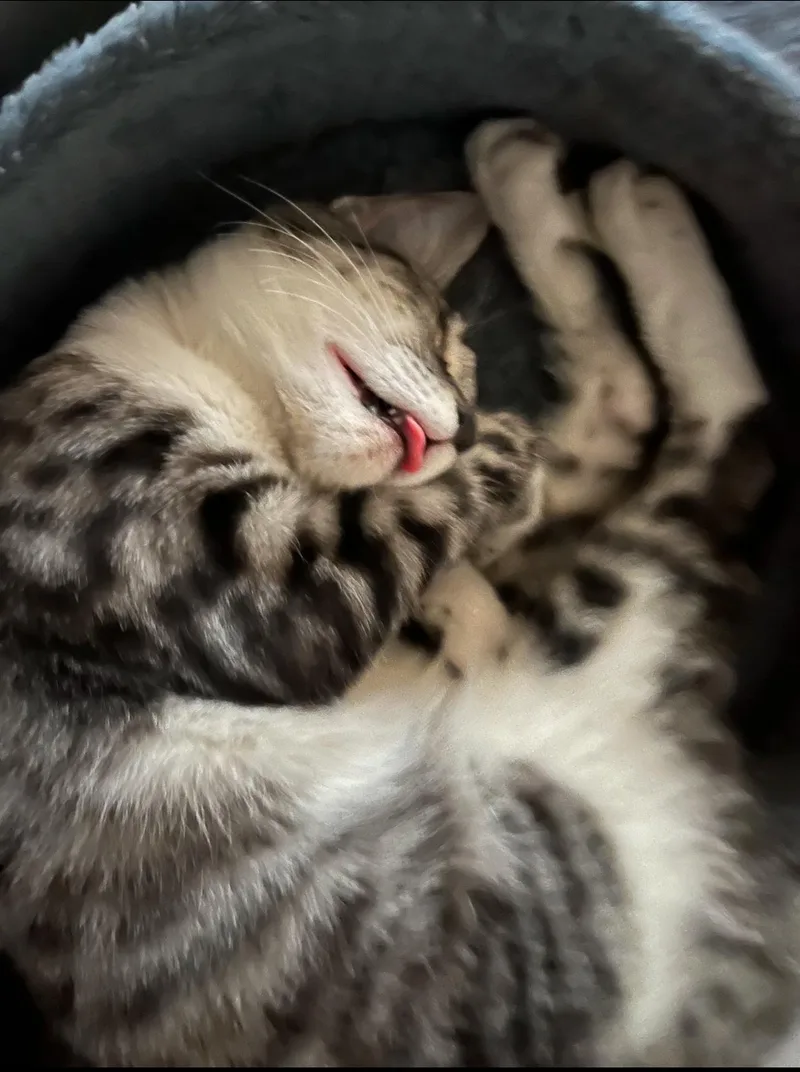 Bumblebee thumbnail 5