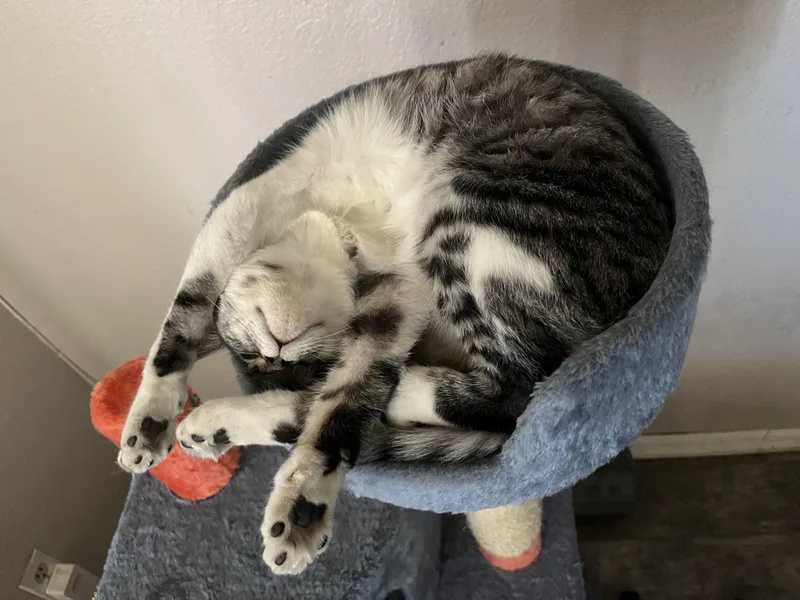 Bumblebee thumbnail 6