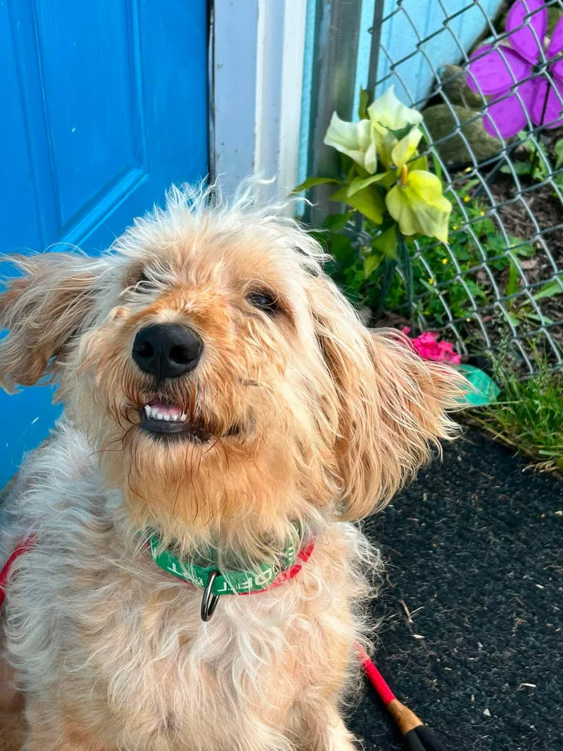 A young medium-sized male Golden Standard Poodle dog named Bubba for adoption in Brunswick, OH