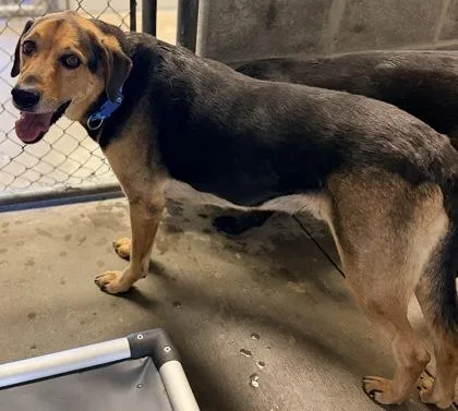 An adult large-sized male Labrador Retriever dog named Sampson for adoption in Bowling Green, KY