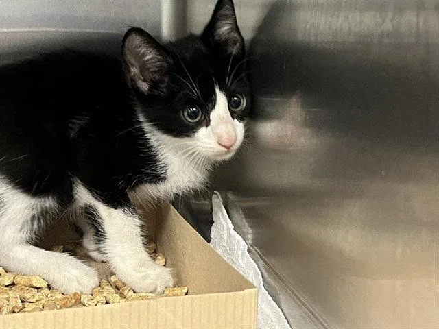 A baby small-sized male Domestic Short Hair cat named Brian for adoption in Tavares, FL