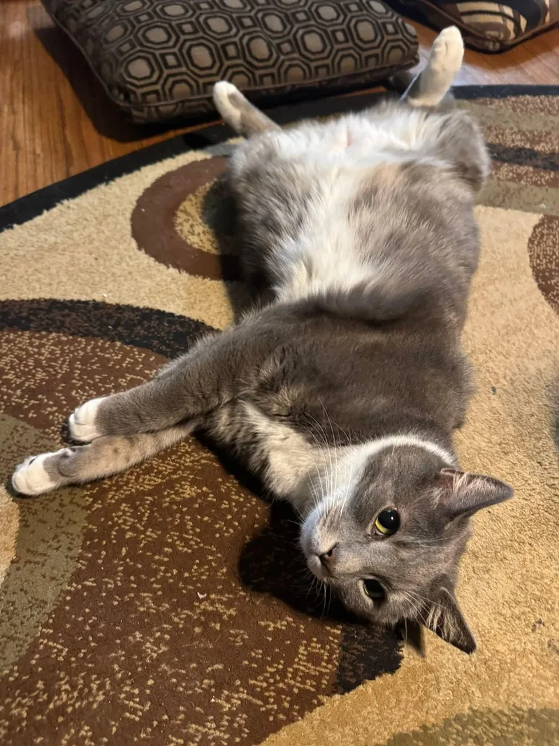 An adult large-sized male Gray & White Domestic Short Hair cat named Cosmo for adoption in Mullica Hill, NJ