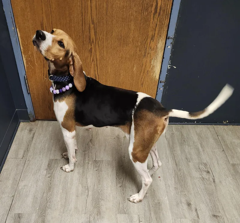An adult medium-sized female Tricolor (Brown, Black, & White) Treeing Walker Coonhound dog named Ginny for adoption in Mansfield, OH