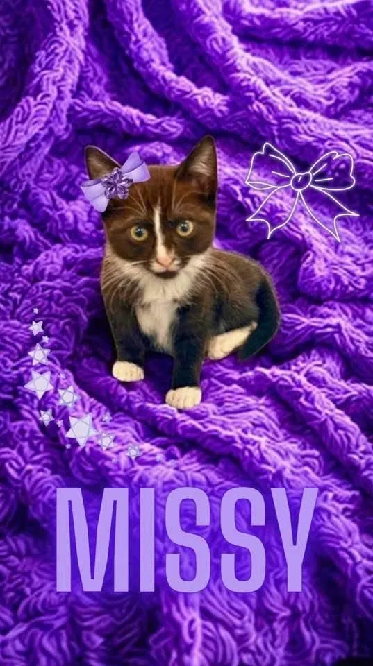 A baby medium-sized female Black & White / Tuxedo Domestic Short Hair cat named Missy for adoption in Great Mills, MD