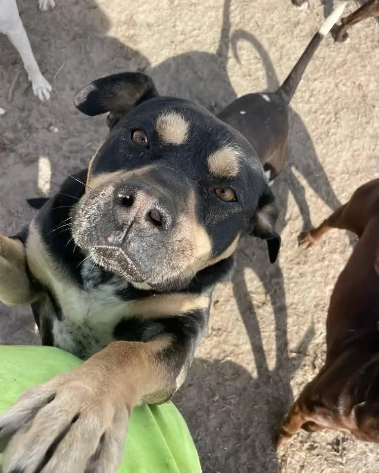 Toot Aka Tootles thumbnail 2