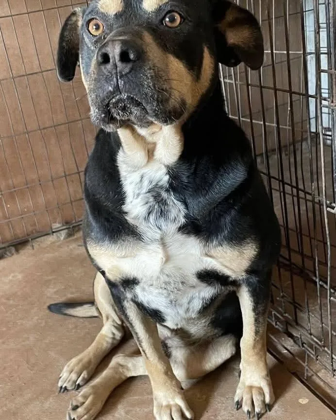 Toot Aka Tootles thumbnail 3