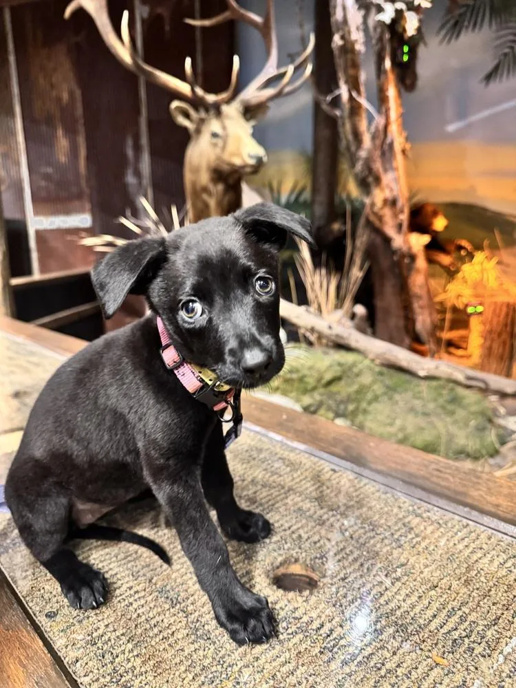 A baby small-sized female Black Belgian Shepherd / Malinois dog named Fish Litter for adoption in Imlay City, MI