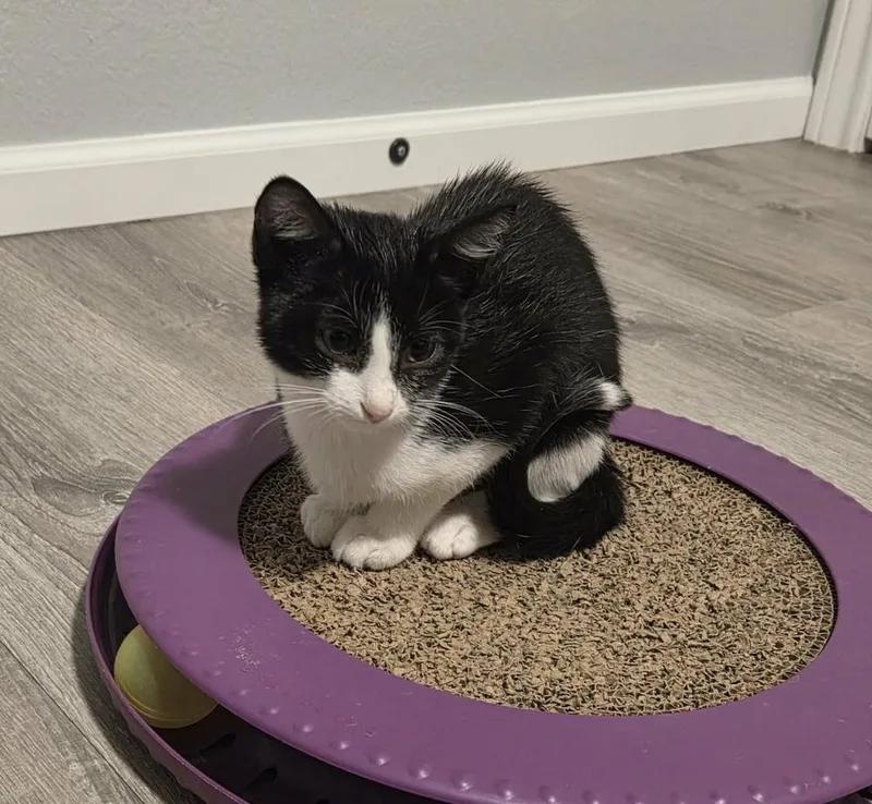 A baby medium-sized female Black & White / Tuxedo Domestic Short Hair cat named Slow Mo for adoption in Sedalia, CO