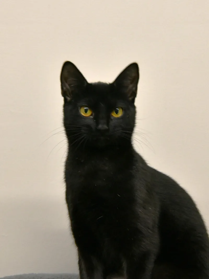 A young medium-sized female Black Domestic Short Hair cat named Ice for adoption in Fairhope, AL