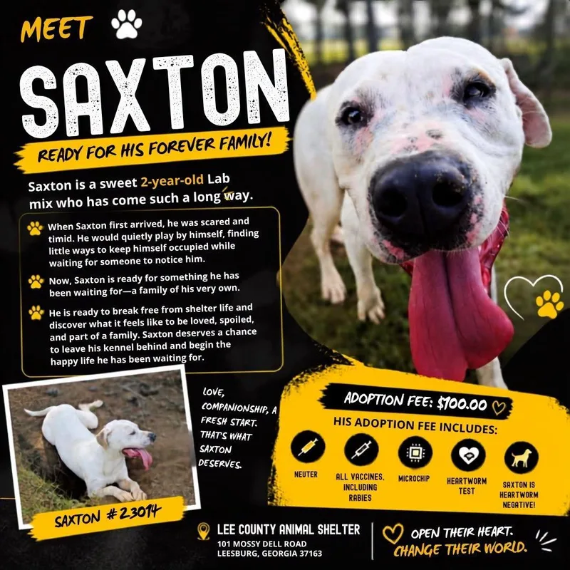 An adult large-sized male English Pointer dog named Saxton for adoption in Leesburg, GA