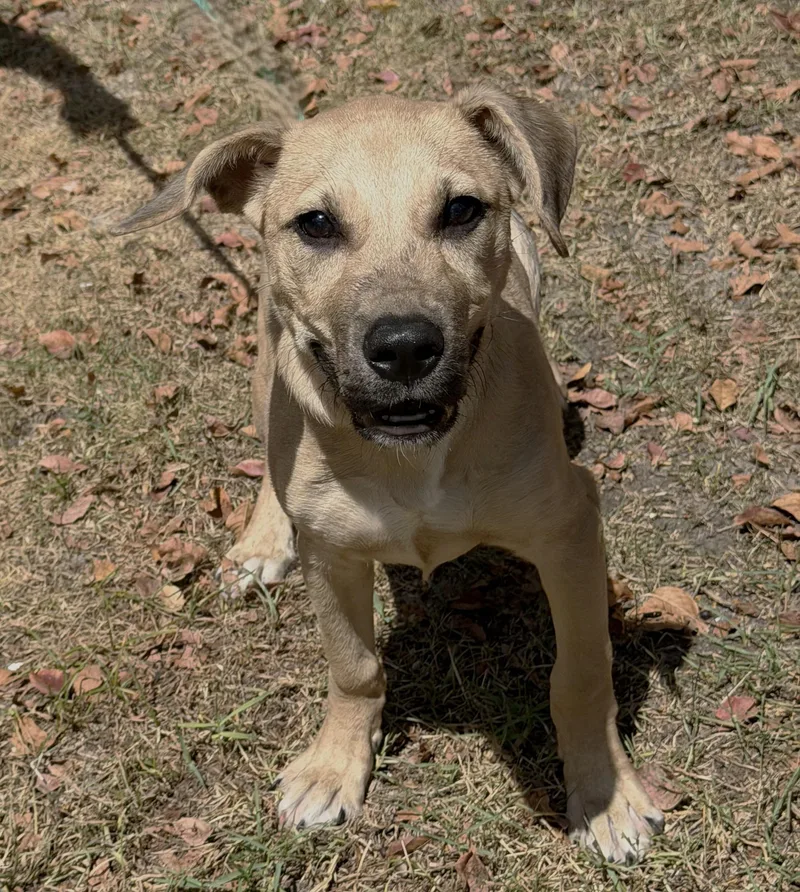 A baby medium-sized male Red / Chestnut / Orange Hound dog named Irwin for adoption in Slidell, LA