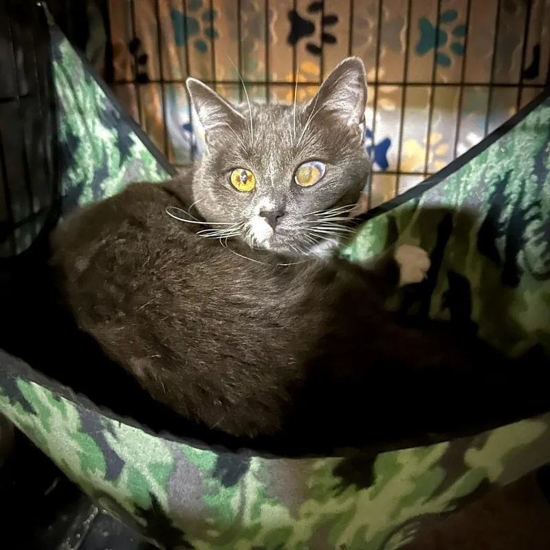 Irene Adlerdestiny thumbnail 3