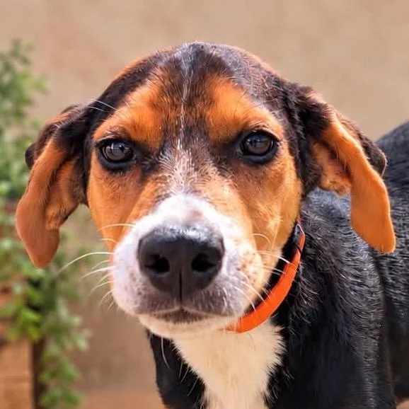 A baby medium-sized male Tricolor (Brown, Black, & White) Hound dog named Copper for adoption in Richmond, VA