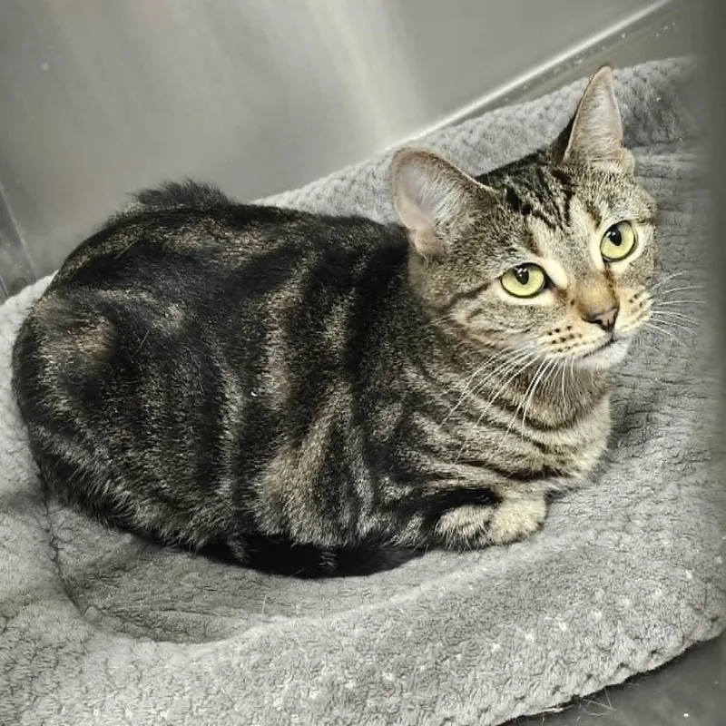 An adult medium-sized female Brown / Chocolate Domestic Short Hair cat named Phoebe Bonded w Zelda for adoption in Kennebunk, ME