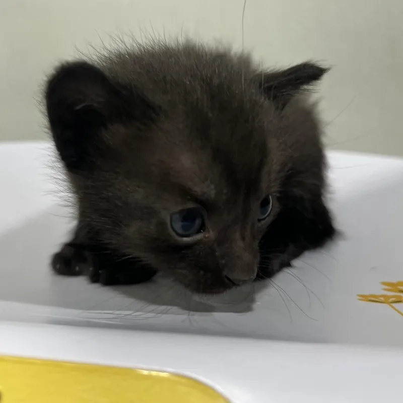 A baby small-sized male Black Domestic Short Hair cat named Bagheera for adoption in Tampa, FL