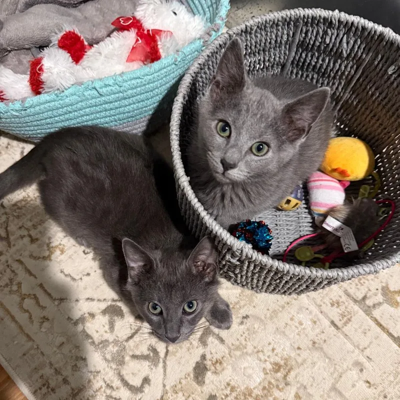 A baby small-sized male Gray / Blue / Silver Domestic Medium Hair cat named Grape for adoption in South Burlington, VT