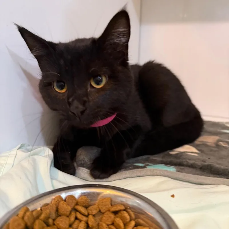 A young medium-sized female Black Domestic Short Hair cat named Snuggle for adoption in Chattanooga, TN