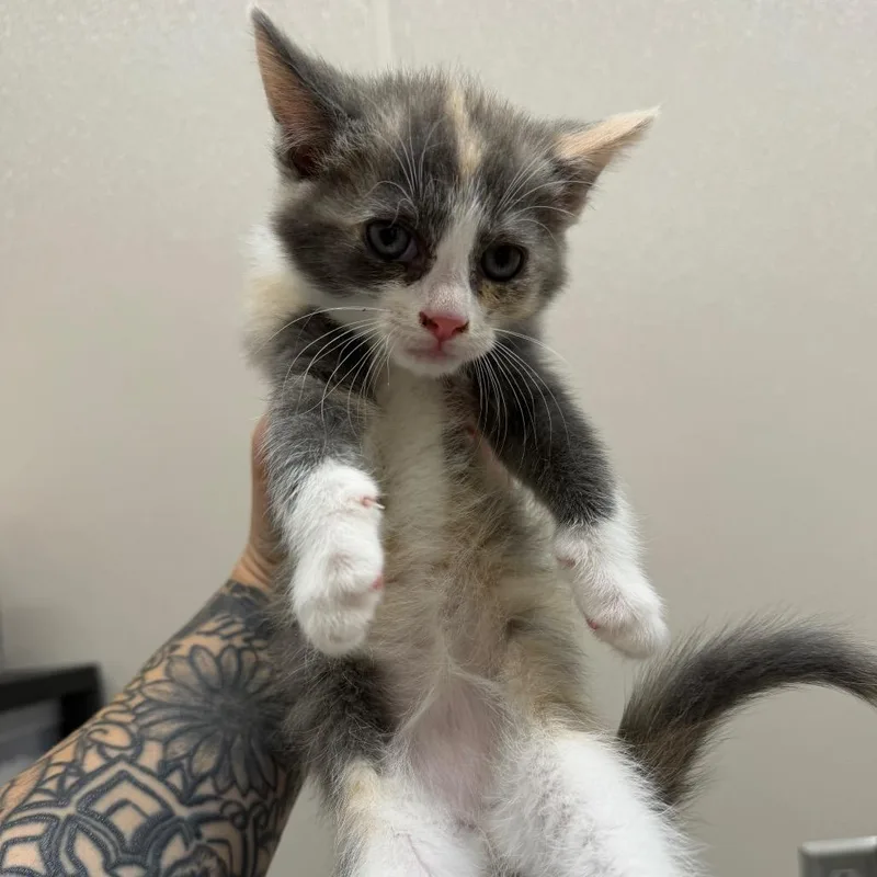 A baby small-sized female Calico Domestic Short Hair cat named Firecracker for adoption in Morganton, NC