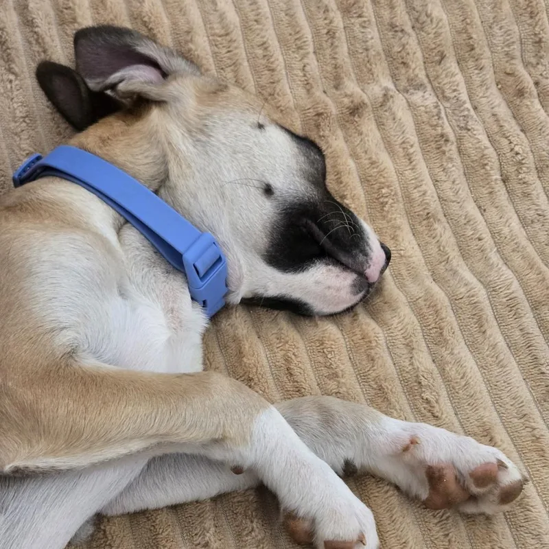 Unicorse thumbnail 2