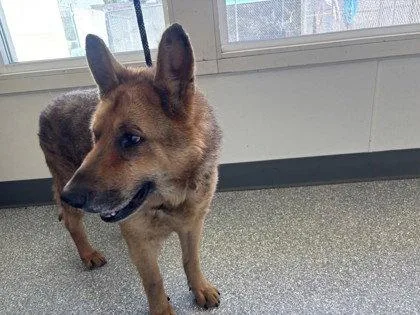 A senior large-sized male German Shepherd Dog dog named Lowry for adoption in Oakland, CA