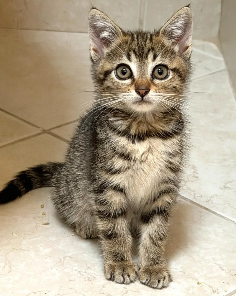 A baby medium-sized female Domestic Medium Hair cat named Tatum for adoption in San Pedro, CA
