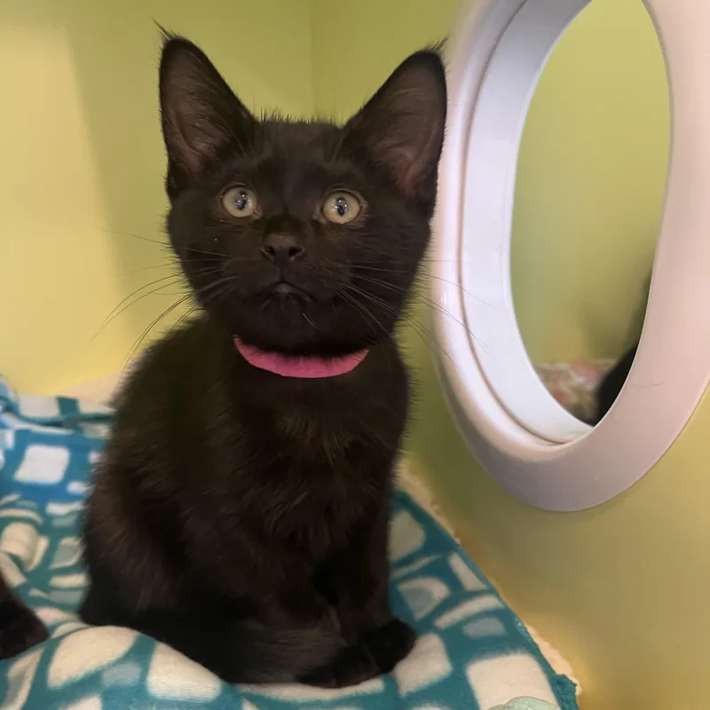 A baby medium-sized female Black Domestic Short Hair cat named Tangerine for adoption in Pontiac, MI