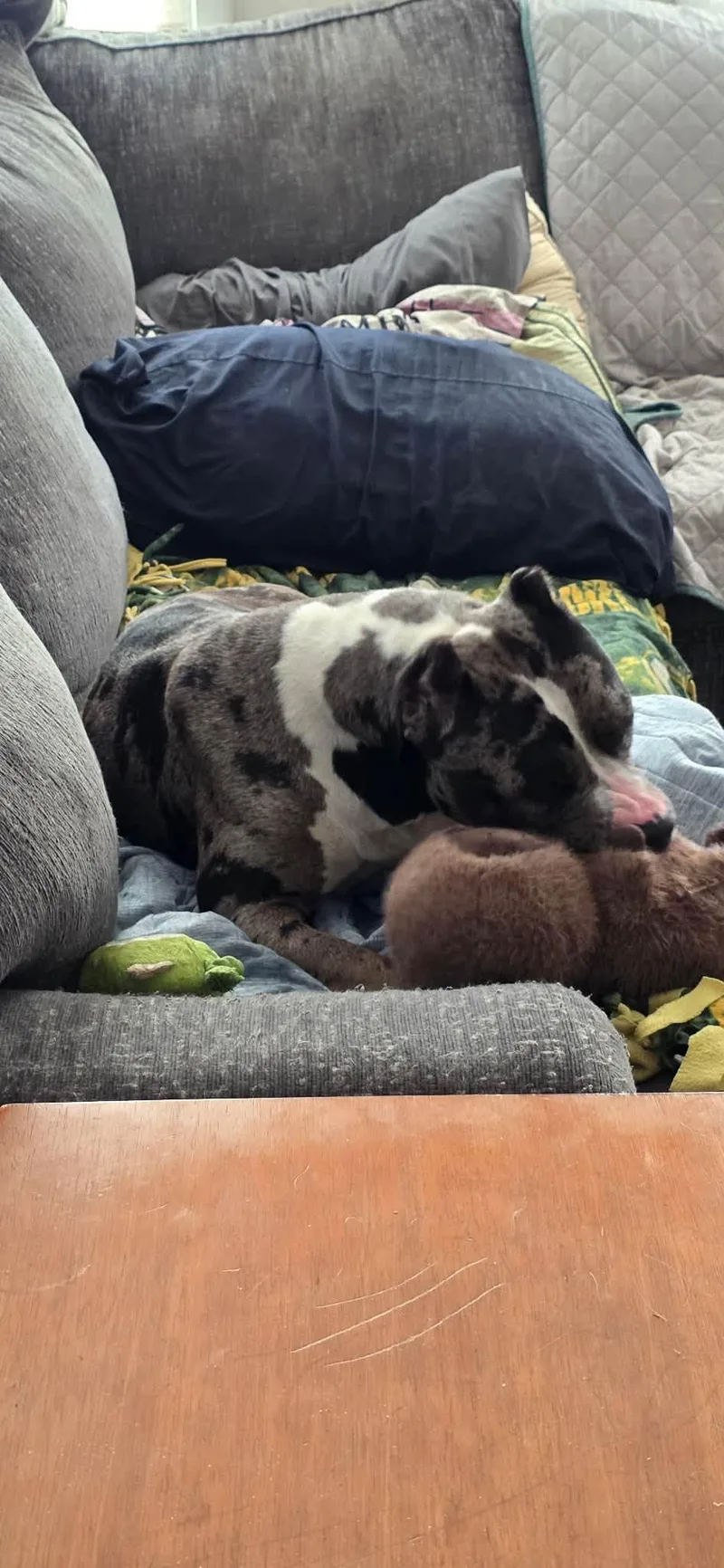 An adult large-sized female Merle (Blue) American Staffordshire Terrier dog named Brie for adoption in Clinton, WI