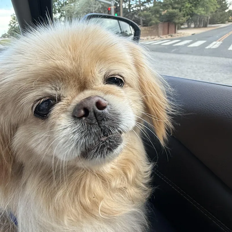 Amber thumbnail 2