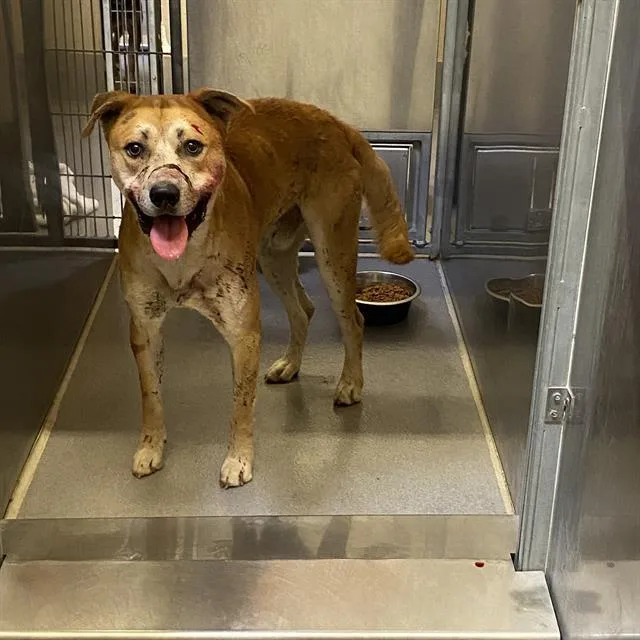 An adult large-sized male Pit Bull Terrier dog named Sookie for adoption in Modesto, CA