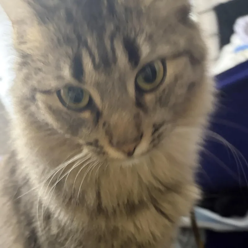 A young small-sized female Domestic Long Hair cat named Princess Home to for adoption in South Elgin, IL