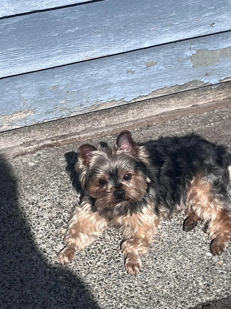 A senior small-sized male Yorkshire Terrier dog named Bentley for adoption in Blacksburg, VA