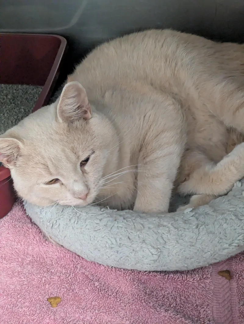 An adult medium-sized male Tabby (Buff / Tan / Fawn) Domestic Short Hair cat named Bob The Builder for adoption in Bedford, VA