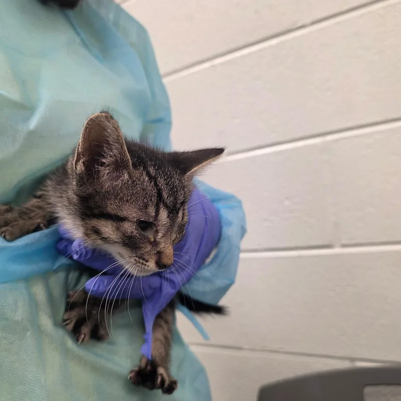 A baby small-sized male Black Domestic Short Hair cat named Alan for adoption in Chattanooga, TN