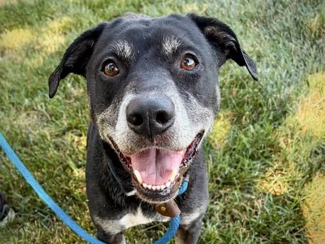 An adult medium-sized female Labrador Retriever dog named Olive for adoption in Charlotte, NC