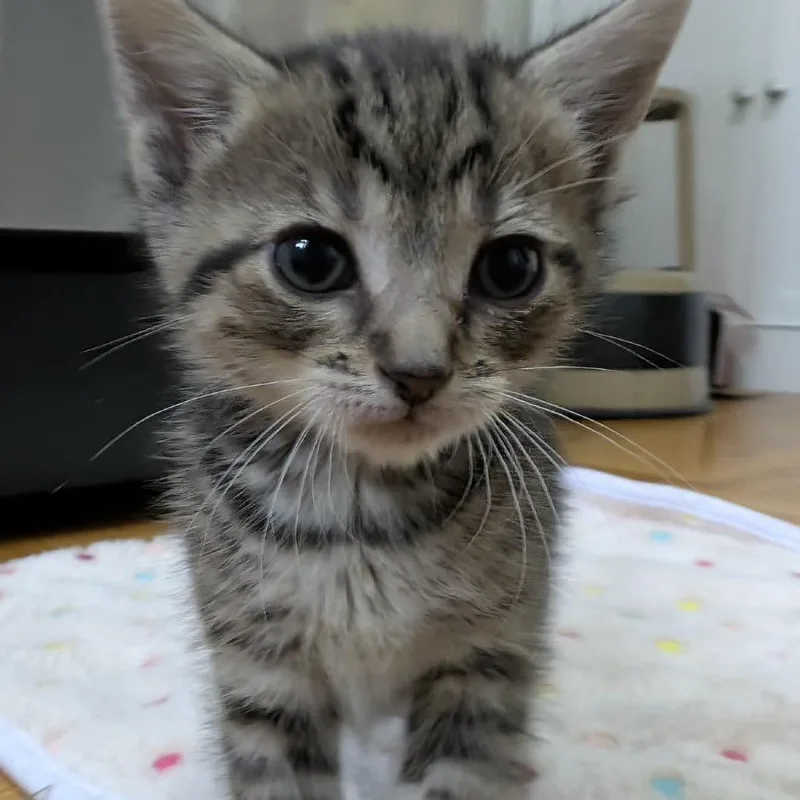 A baby medium-sized female Tabby (Brown / Chocolate) Domestic Short Hair cat named Rosemary for adoption in Toledo, OH