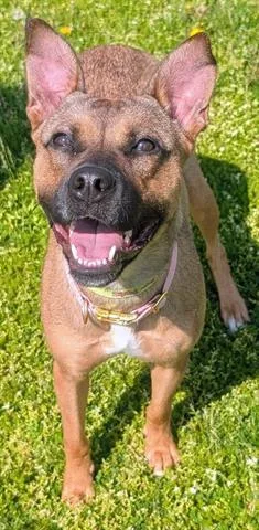 A young medium-sized female German Shepherd Dog dog named Clarice for adoption in Akron, OH