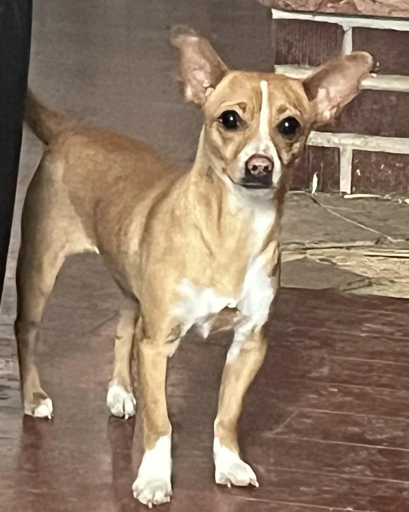 An adult small-sized female Golden Chihuahua dog named Pawla for adoption in Longmont, CO