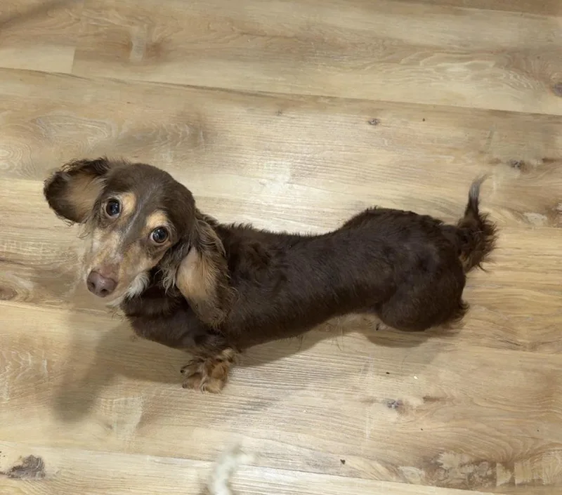An adult small-sized female Brown / Chocolate Dachshund dog named Jasmine for adoption in Cheektowaga, NY