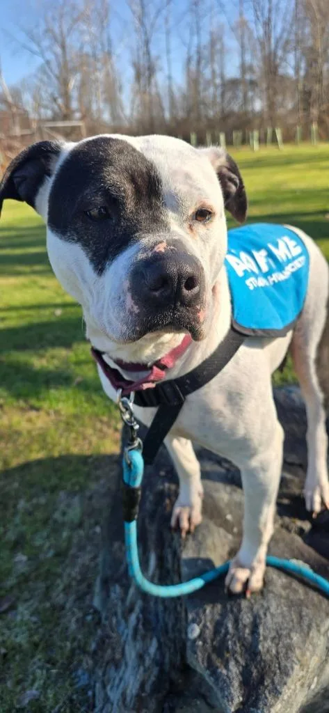 Dee Dee Ramone thumbnail 2