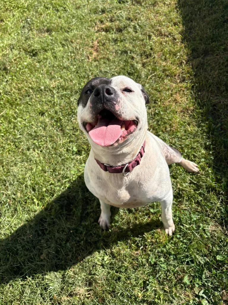 Dee Dee Ramone thumbnail 3